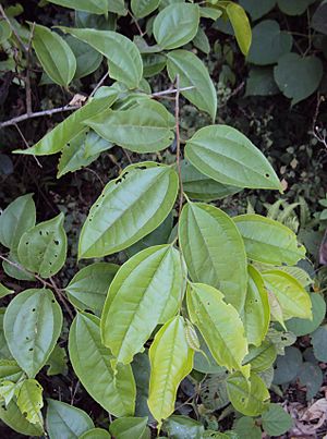 Celtis timorensis leaves.jpg