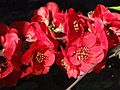 Chaenomeles japonica a1