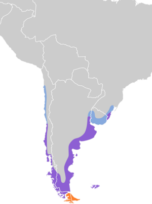 Charadrius falklandicus map.svg