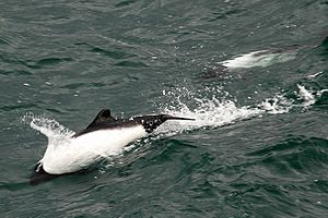 Commerson Dolphin closer