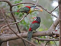 Curl-crested Aracari RWD3