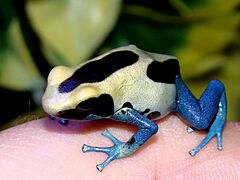 Dendrobates tinctorius var. Patricia