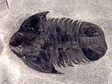 Dolichometopidae - Hemirhodon amplipyge