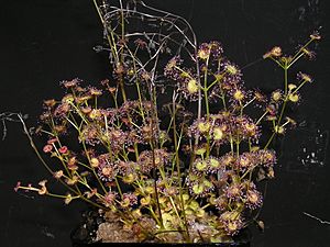 Drosera stolonifera Darwiniana.jpg