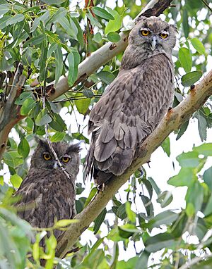 Dusky Eagle Owl (7870700022)