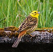 Emberiza citrinella -Midtjylland, Denmark -male-8