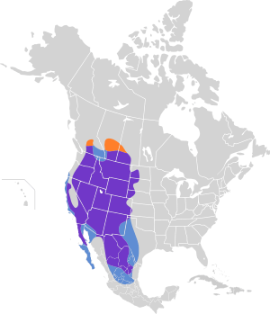 Falco mexicanus map.svg