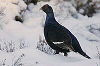 Flickr - Rainbirder - Black Grouse (Tetrao tetrix) Male