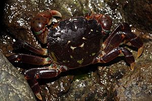 Hemigrapsus nudus 3043.JPG