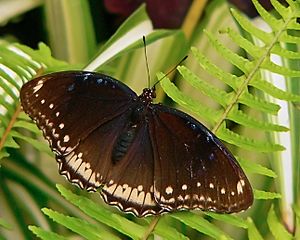 Hypolimnas bolina-female.jpg