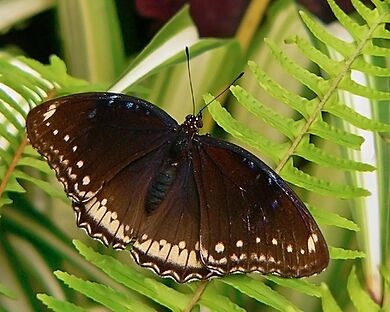 Hypolimnas bolina-female.jpg