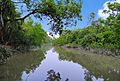 IMG.photo of sundarban