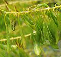 Isatis.tinctoria.pods