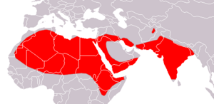 Lesser Mouse-tailed Bat area.png