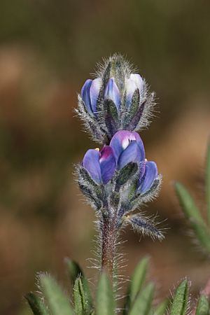 Lupinus bicolor 8018