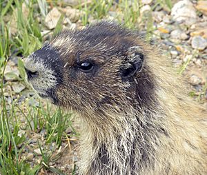 Marmota caligata BC