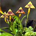 Masdevallia angulifera Orchi 01