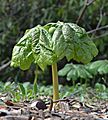 Mayapple Podophyllum peltatum Side 2