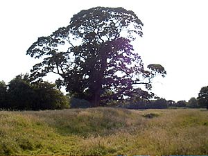 Meaux Abbey