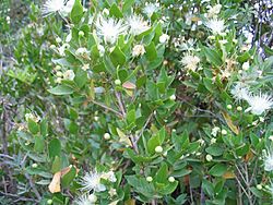 Myrtus communis.jpg