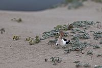 Nesting American Avocet