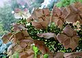 Oakleaf Hydrangea (Hydrangea quercifolia)