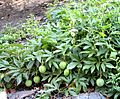 Passiflora fruit 8043