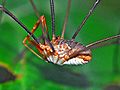 Phalangiidae - Phalangium opilio (male)-001