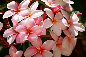 Plumeria @ Honolulu Zoo (9165210828)