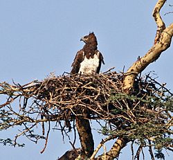 Polemaetus bellicosus Martial Eagle.JPG