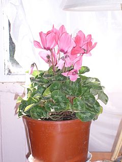 Pot cyclamen 048.JPG