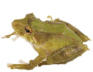 Pristimantis inusitatus.jpg