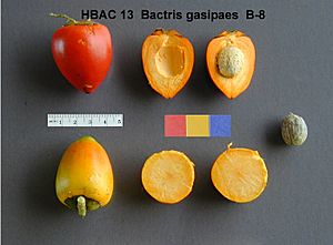 Pupunha (Bactris gasipaes) 7