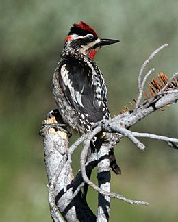 Red-naped-sapsucker