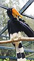 Rhinoceros hornbill at Birdworld 01