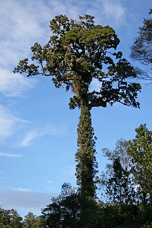 Rimu-Waitakere.jpg