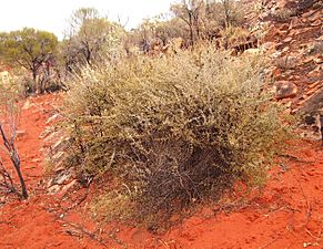 Scaevola spinescens habit