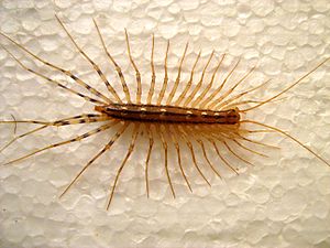 Scutigera coleoptrata 2