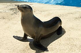 Sea-lion-Houston-Zoo