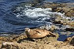 Seal Curiosity