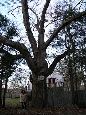 Station Oak - Natick, MA - January 2012