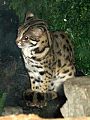 Stavenn Felis bengalensis 00