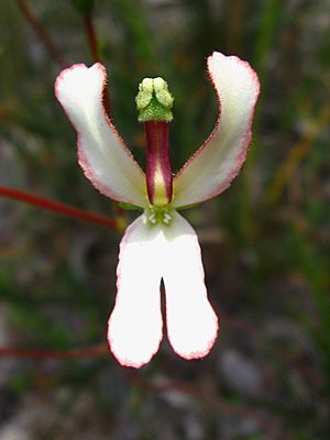 Stylidium schoenoides.jpg