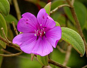 Tibouchina semidecandra.jpg