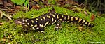 Tiger Salamander-Florida