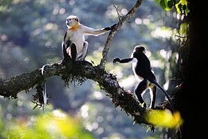 Tonkin snub-nosed monkeys (Rhinopithecus avunculus).jpg