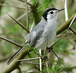 Tropical Gnatcatcher