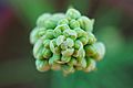 Tuberose buds