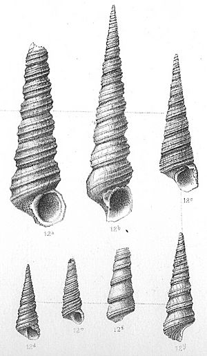 Turritella incrassata