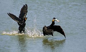 Two Phalacrocorax auritus and one fish original n